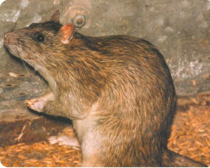 rat