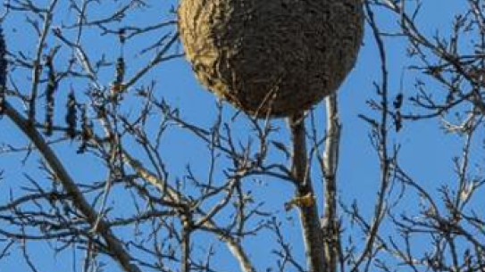 Klik voor een vergroting